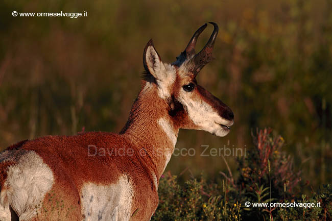 132 Pronghorn IMG 0025 (3)